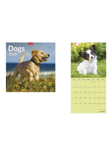 Dogs, kutyák naptár falinaptár - 2026