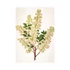 Kép 2/12 - Herbarium falinaptár - 2026