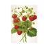 Kép 7/12 - Herbarium falinaptár - 2026