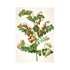 Kép 11/12 - Herbarium falinaptár - 2026